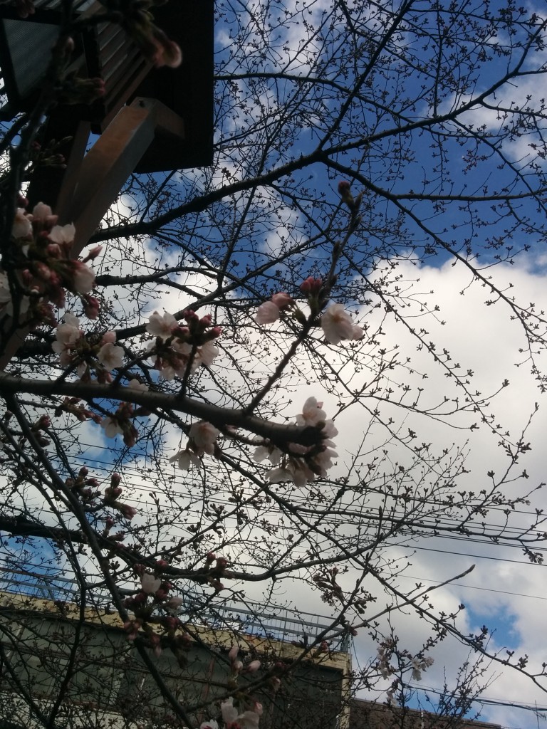 桜　4月　春